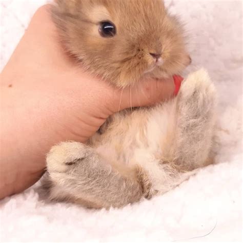 Кролики | Animal pictures, Cute animal pictures, Cute animals
