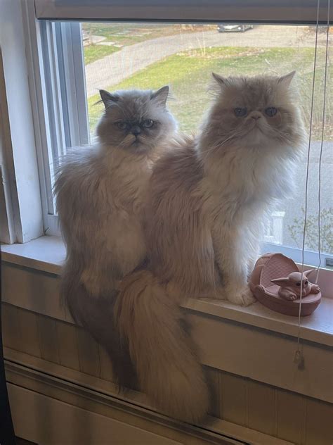 craigslist nh kittens 5