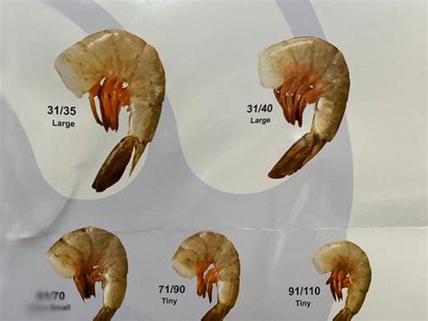 Farm 31/40 PD Shrimp Cleaned - Large | JR Seafood