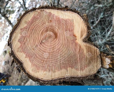 Juniper Wood Texture Royalty-Free Stock Photo | CartoonDealer.com #66021975