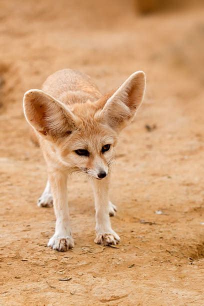 1.600+ Rubah Fennec Foto Stok, Potret, & Gambar Bebas Royalti - iStock