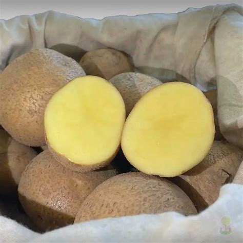 Картофель Краса Мещеры купить семена по низкой цене, доставка почтой по ...