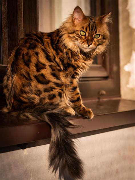 PHOTOS: Meet Cezar, the Cashmere Bengal Cat Who Looks Like an Adorable ...