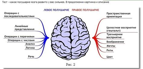 krasitel: левое и правое полушарие головного мозга характеристика