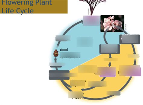 Bio 1 chpt 32 angiosperm life cycle Diagram | Quizlet