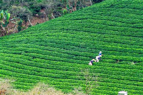 MOC CHAU PLATEAU, VIETNAM - NOVEMBER 24, 2013 - Unidentified Workers Working in the Tea Farm ...