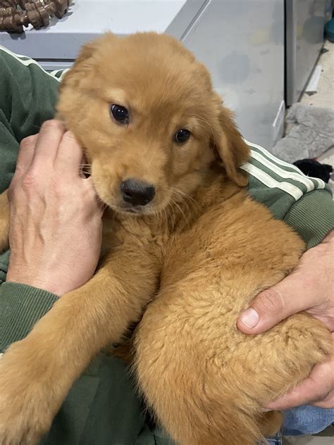 Who Rescued Who Animal Rescue NJ | North Arlington NJ