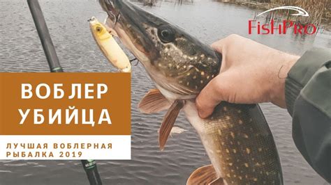 Как правильно ловить на Jackall Magallon. щука на каждом забросе! - YouTube