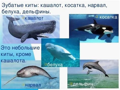 Сколько зубов у кита?
