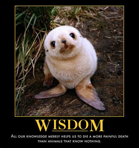 Wisdom - Meme Guy