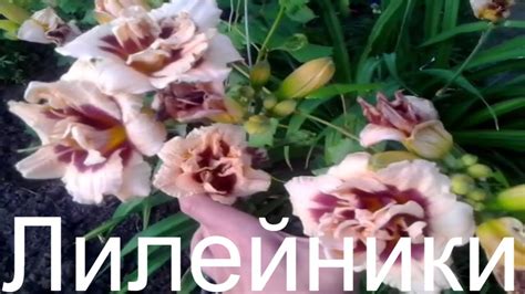 Многолетние цветы лилейники у себя на даче. Цветоводство. Цветы ...