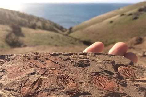 The Cambrian Explosion - why did it happen? - ABC listen
