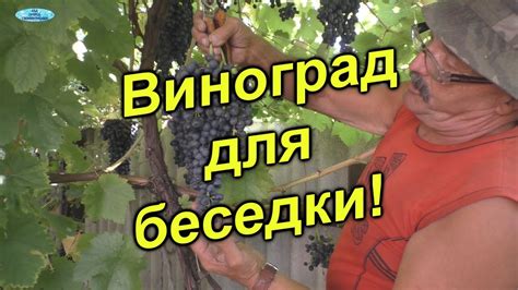 Отличные сорта неукрывного винограда для беседки! - YouTube