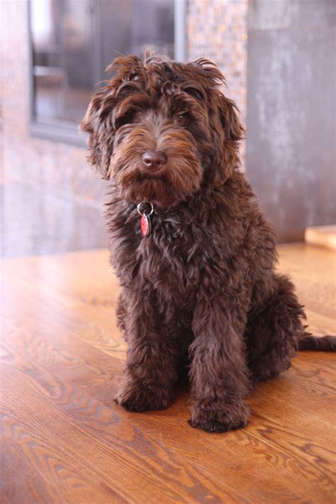 Chocolate Labradoodle Haircuts at Lorenzo Marrs blog