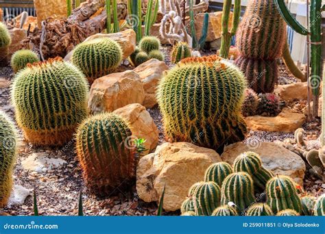 Variety of Beautiful Desert Cactus Landscaping in Greenhouse of ...