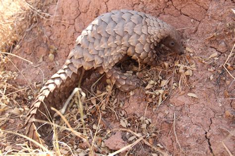 Photo Gallery - Pangolin Specialist Group