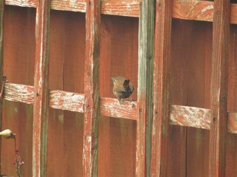 Local Wrens | Marnix's Bird Gallery