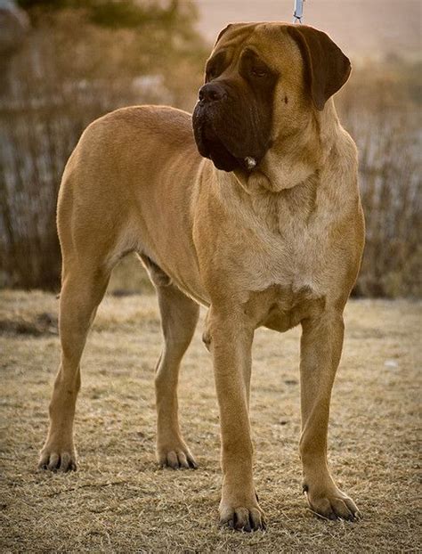 Bull Mastiff Mastiff Dog Breeds, Giant Dog Breeds, Mastiff Puppies ...
