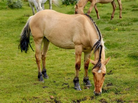Bay Dun Overo Horse