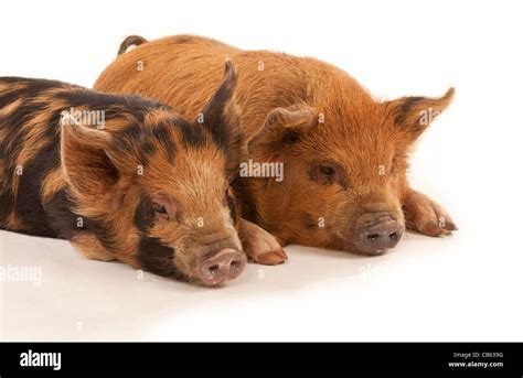 Two Kune Kune piglets lying on a white background Stock Photo - Alamy