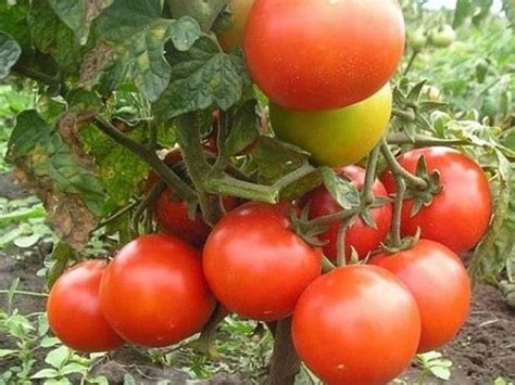 Томат "Дубрава": характеристика и описание сорта, отзывы и фото тех ...