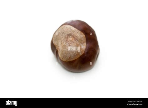 Chest nut Stock Photo - Alamy