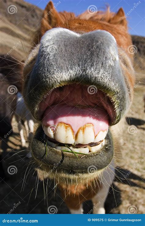 smiling horse stock image image  icelandic animal horse