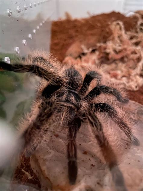 Curly Haired Tarantula | Pets, Curly hair styles, Animals