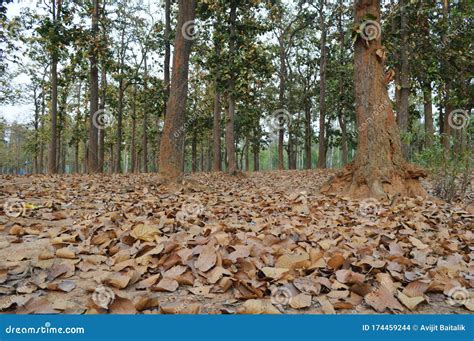 Fallen Dry Leafs of Shal Trees in Jungle or Forest Stock Photo - Image ...