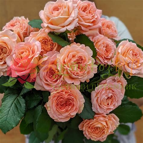 Саженцы розы Априкот Лейс (Apricot Lace) в Москве цены от 400 руб ...
