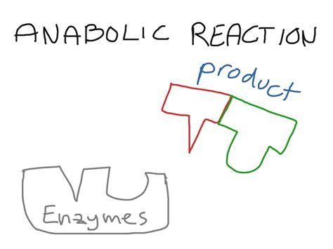 Anabolic reaction | Science, Biology | ShowMe