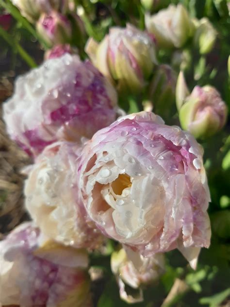 Tulip bulbs Double Surprise - new multiflowering peony tulip! - Tulip Store