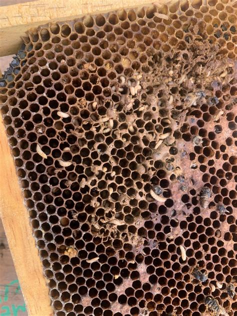 Small Hive Beetles - Backyard Beekeeping