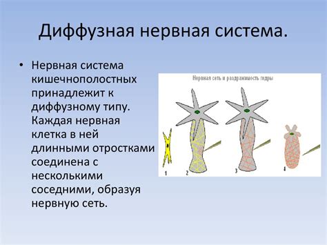 Нерная система. Инстинкт. Органы чувств. Регуляция деятельности ...