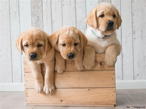Cute Puppies Golden Retriever