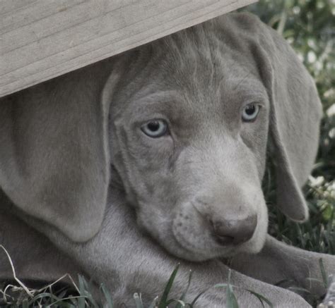 Weimaraner | GreatDogSite