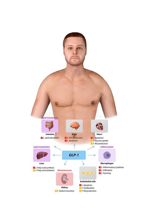 Glucagon Like Peptide Stock Illustrations – 47 Glucagon Like Peptide ...