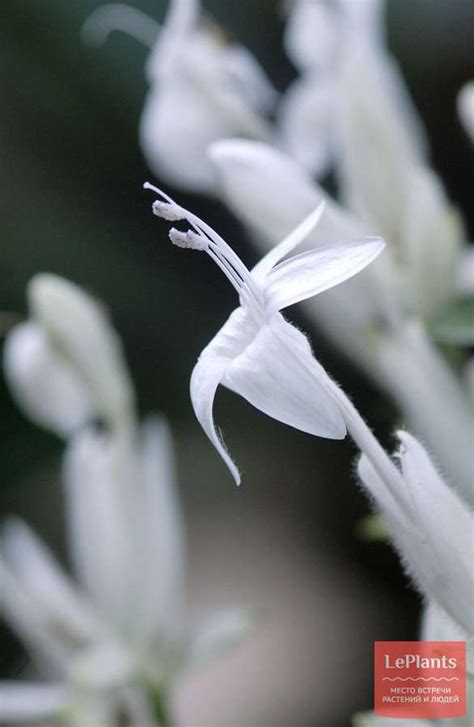 Витфильдия (Whitfieldia) — описание, выращивание, фото | на LePlants.ru