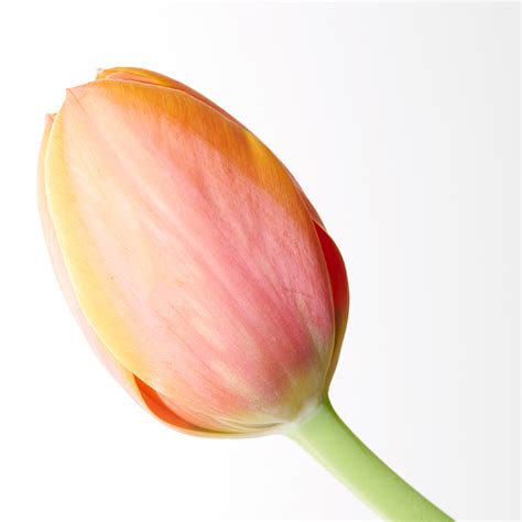 One tulip