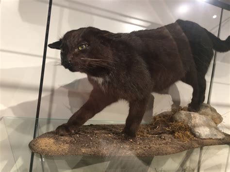 Elusive Black Cats of Texas | Halloween Love