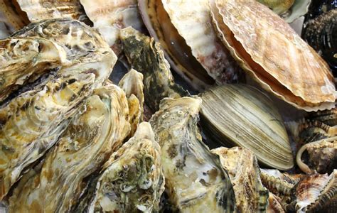 Atlantis of Kilmore Quay | Introduction to Shellfish by Consultant…