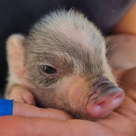 Cutest Baby Pigs In The World