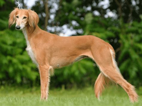 Saluki Breeds A To Z The Kennel Club | atelier-yuwa.ciao.jp