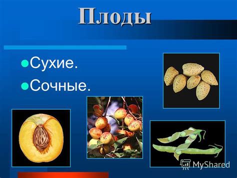 Презентация на тему: "Плоды Плоды Сухие. Сочные. ПЛОДЫ Односемянные ...