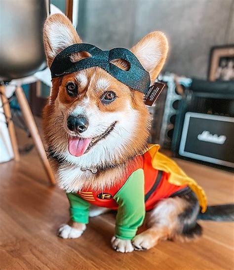 Best Corgi Halloween Costumes That Are So Funny!