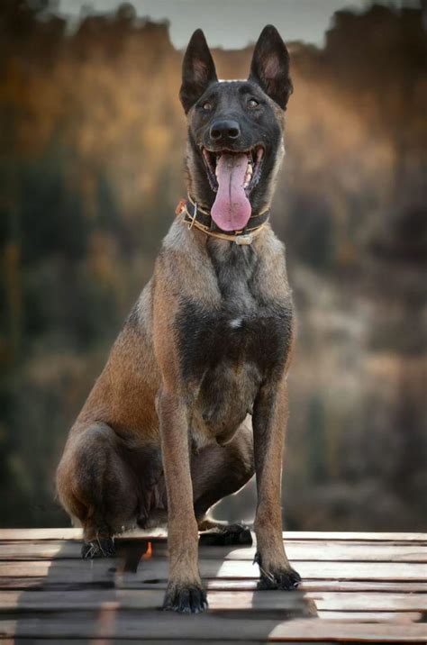 Belgian Malinois - Male - Pet Exporters