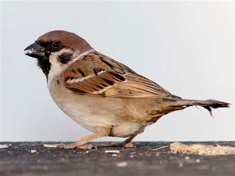 Eurasian Tree Sparrow - eBird