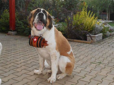 ultimul dogar autentic al covasnei  fost strungar la brasov de patru