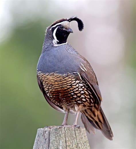 quail  stock  stockfreeimages