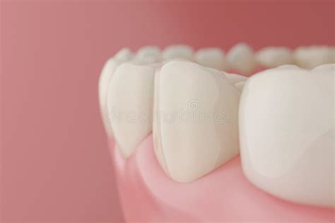 Close Up Healthy Molar Teeth Pink Background Stock Illustration ...
